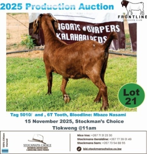 1 X KALAHARI RED DOE Frontline Breeders