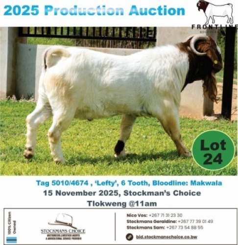1 X BOER GOAT BUCK Frontline Breeders