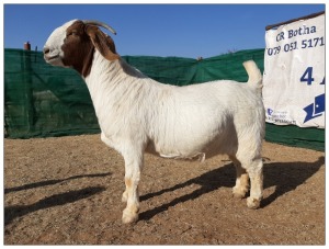 1 X BOERBOK OOI/EWE CR BOTHA BOERBOKSTOET - STOET