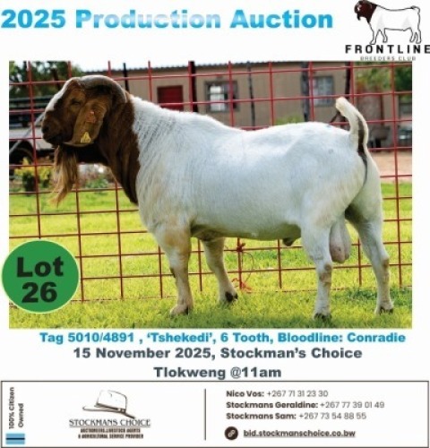 1 X BOER GOAT BUCK Frontline Breeders