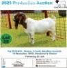 1 X BOER GOAT BUCK Frontline Breeders