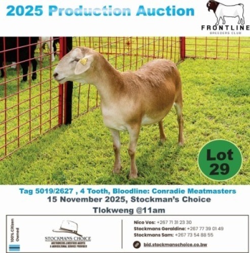 1 X MEAT MASTER EWE Frontline Breeders