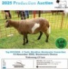 1 X MEAT MASTER EWE Frontline Breeders