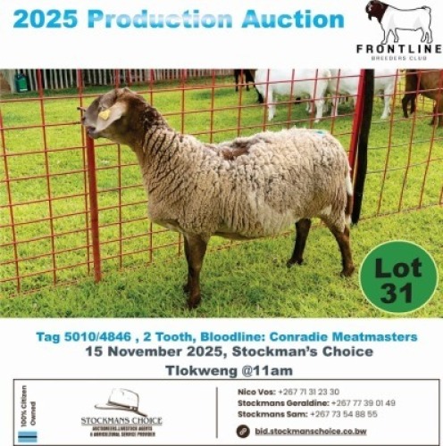 1 X MEAT MASTER EWE Frontline Breeders