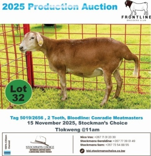 1 X MEAT MASTER EWE Frontline Breeders