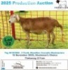 1 X MEAT MASTER EWE Frontline Breeders