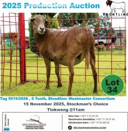 1 X MEAT MASTER EWE Frontline Breeders
