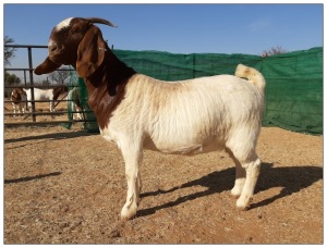 1 X BOERBOK OOI/EWE CR BOTHA BOERBOKSTOET - STOET