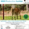 1 X MEAT MASTER RAM Frontline Breeders
