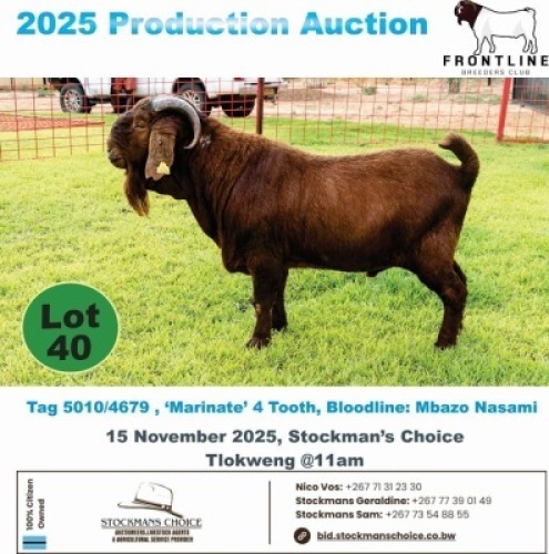 1 X KALAHARI RED BUCK Frontline Breeders