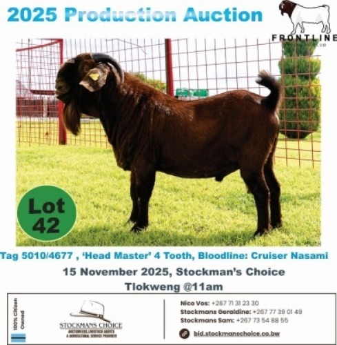 1 X KALAHARI RED BUCK Frontline Breeders