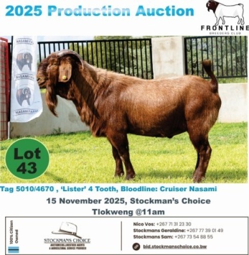 1 X KALAHARI RED BUCK Frontline Breeders