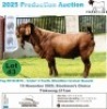 1 X KALAHARI RED BUCK Frontline Breeders