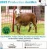 1 X MEAT MASTER RAM Frontline Breeders