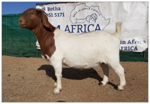 1 X BOERBOK OOI/EWE CR BOTHA BOERBOKSTOET - KUDDE/SPEEN