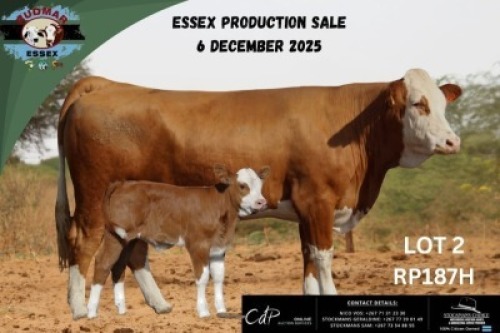 1+1 X SIMMENTAL COW & CALF Essex