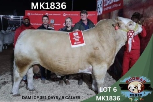 1 X SIMMENTAL BULL Essex