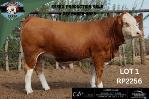 1 X SIMMENTAL HEIFER Essex