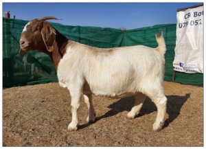 1 X BOERBOK OOI/EWE CR BOTHA BOERBOKSTOET - STOET