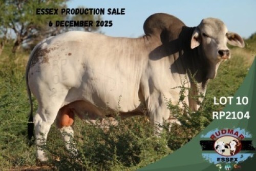 1 X BRAHMAN BULL Essex
