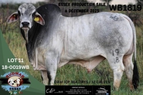 1 X BRAHMAN BULL Essex