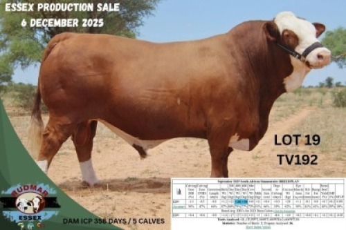 1 X SIMMENTAL BULL Essex