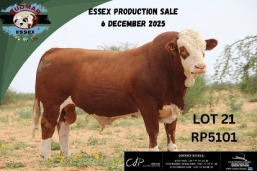 1 X SIMMENTAL BULL Essex