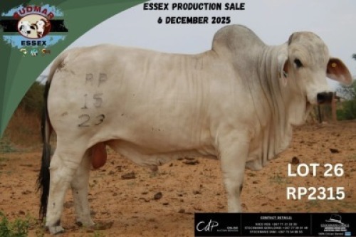 1 X BRAHMAN BULL Essex