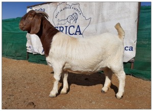 1 X BOERBOK OOI/EWE CR BOTHA BOERBOKSTOET - KUDDE/KLEUR