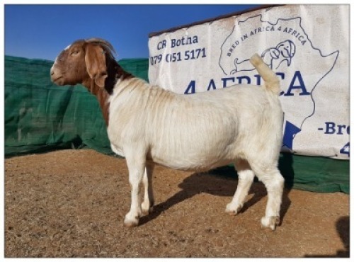 1 X BOERBOK OOI/EWE CR BOTHA BOERBOKSTOET - STOET