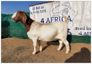 1 X BOERBOK OOI/EWE CR BOTHA BOERBOKSTOET - STOET