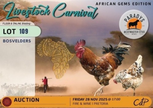 2 X CHICKENS 1 X ROOSTER & 1 X HEN Paradys Meatmasters (Per animal to take the lot)