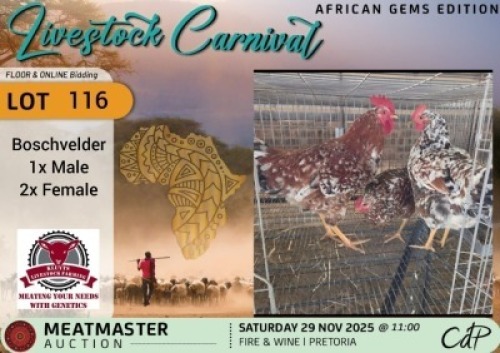 3 X CHICKENS 1 X ROOSTER & 2 X HEN Kluyts Livestock Farming (Per animal to take the lot)