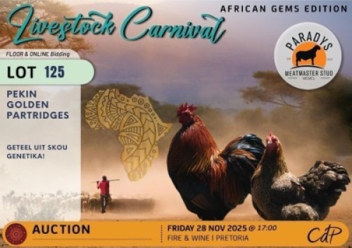 2 X CHICKENS 1 X ROOSTER & 1 X HEN Paradys Meatmasters (Per animal to take the lot)