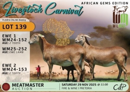 1 X MEATMASTER EWE Wilmeg