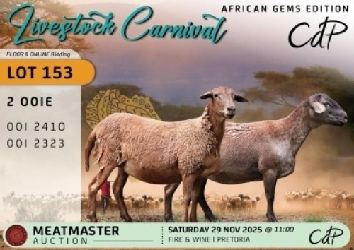 1 X MEATMASTER EWE Corn&eacute; du Plessis