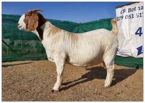 1 X BOERBOK OOI/EWE CR BOTHA BOERBOKSTOET - STOET