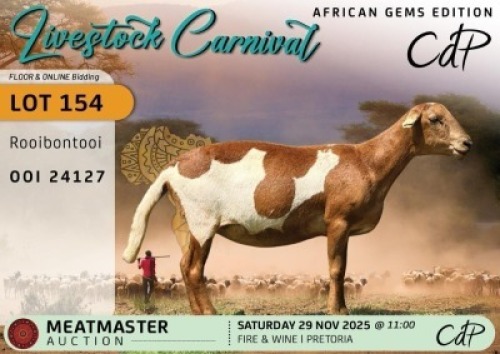 1 X MEATMASTER EWE Corn&eacute; du Plessis