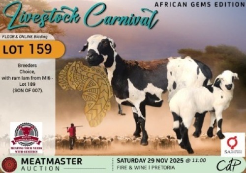 1 X MEATMASTER EWE Kluyts Livestock Farming