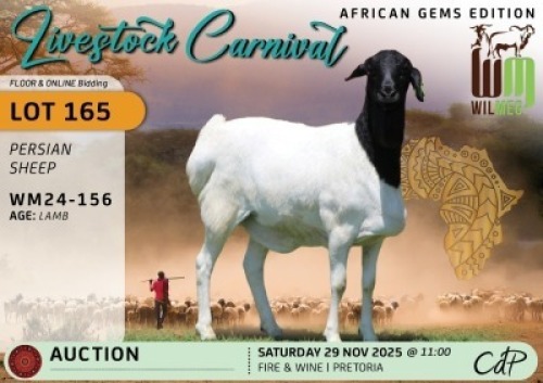 1 X PERSIAN SHEEP EWE Wilmeg