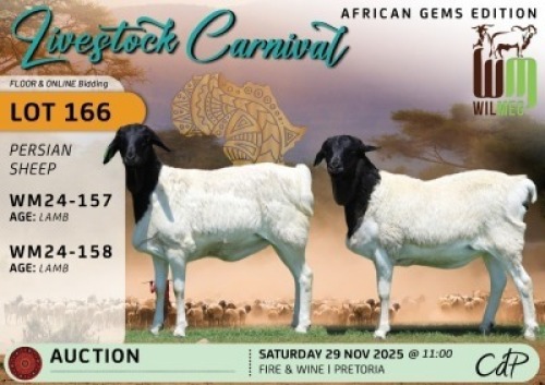1 X PERSIAN SHEEP EWE Wilmeg