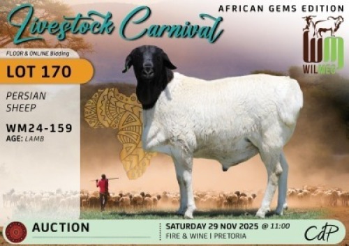 1 X PERSIAN SHEEP RAM Wilmeg