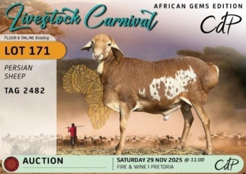1 X PERSIAN SHEEP RAM Corn&eacute; du Plessis
