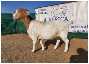 1 X BOERBOK OOI/EWE CR BOTHA BOERBOKSTOET - KUDDE/SPEEN