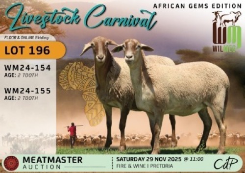 1 X MEATMASTER PREGNANT EWE Wilmeg
