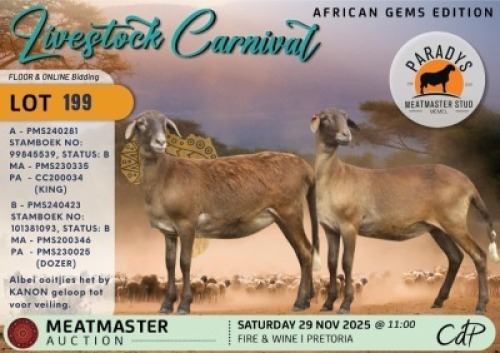 1 X MEATMASTER EWE Paradys Meatmasters