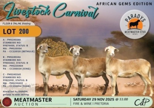1 X MEATMASTER EWE Paradys Meatmasters