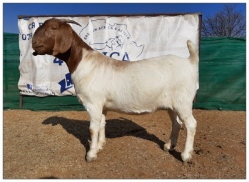 1 X BOERBOK OOI/EWE CR BOTHA BOERBOKSTOET - KUDDE