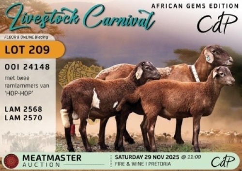 1 X MEATMASTER EWE Corn&eacute; du Plessis