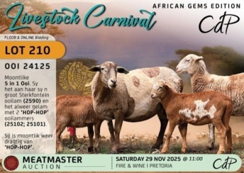 1 X MEATMASTER EWE Corn&eacute; du Plessis